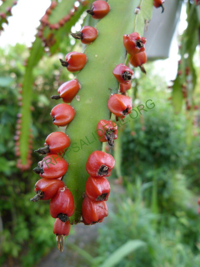 Pfeiffera monacantha subsp. monacantha