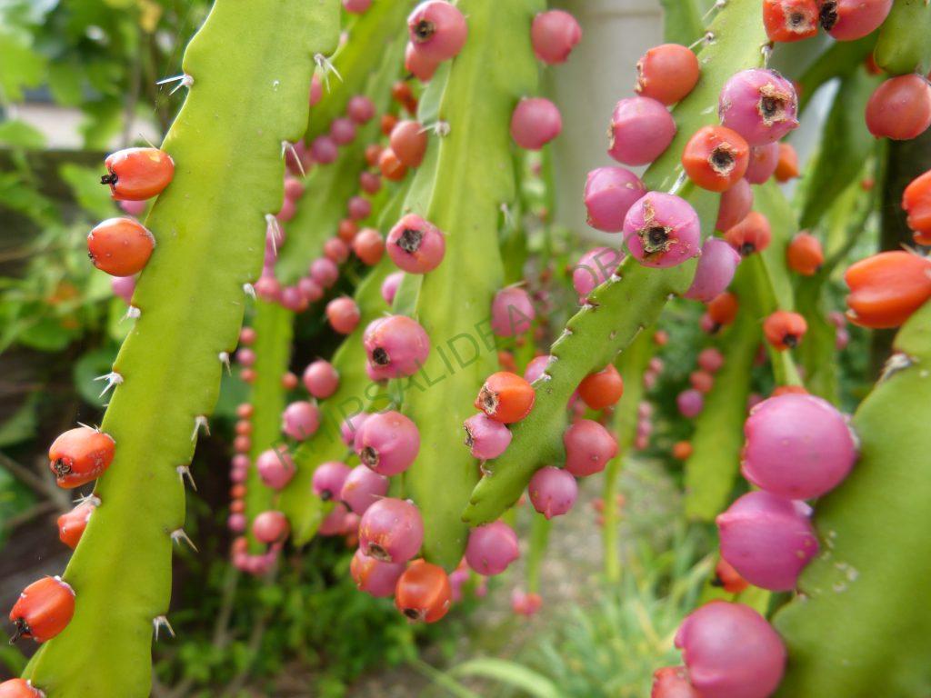 Pfeiffera monacantha subsp. monacantha
