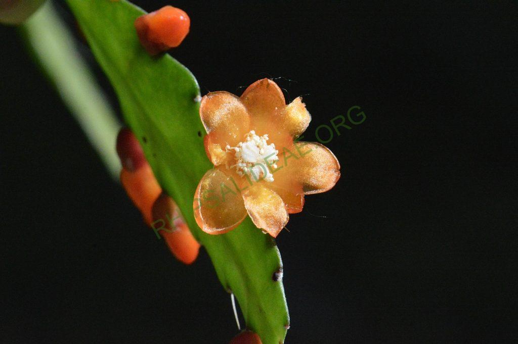 Pfeiffera monacantha subsp. monacantha