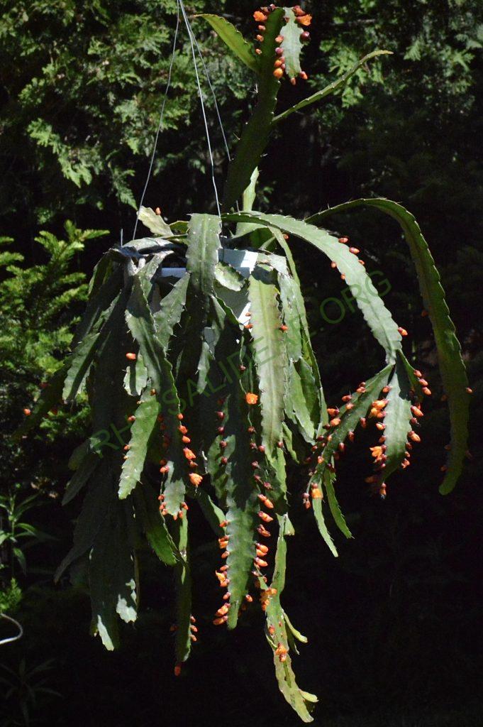 Pfeiffera monacantha subsp. monacantha