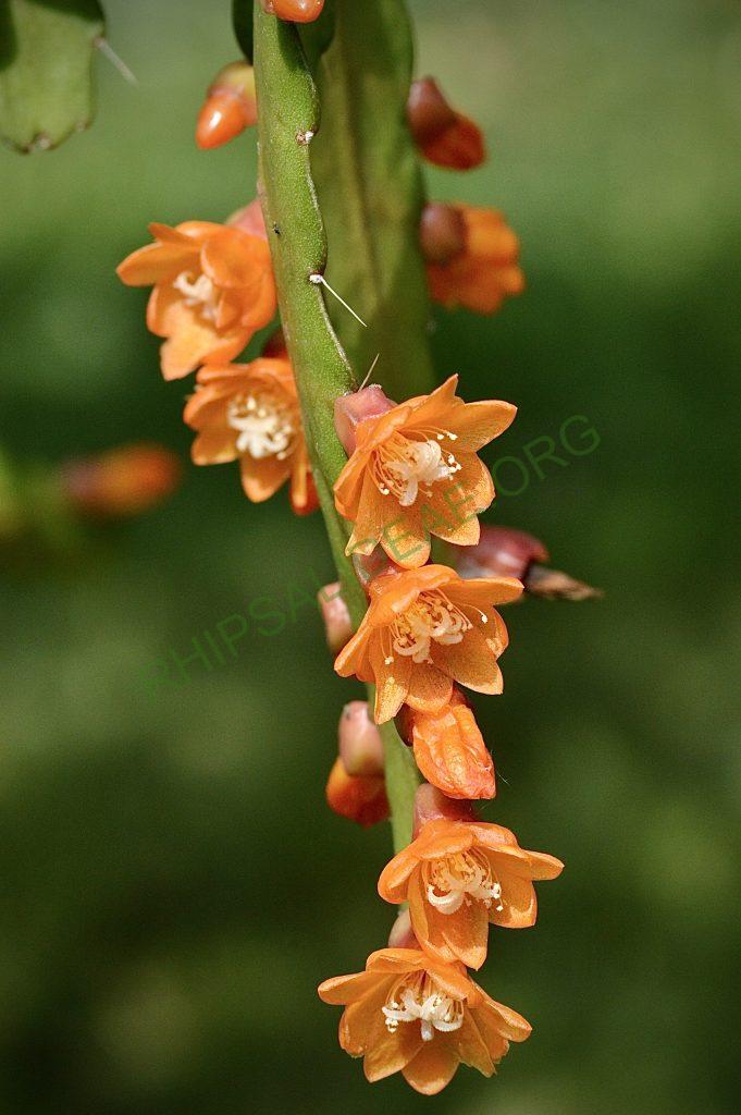 Pfeiffera monacantha subsp. monacantha