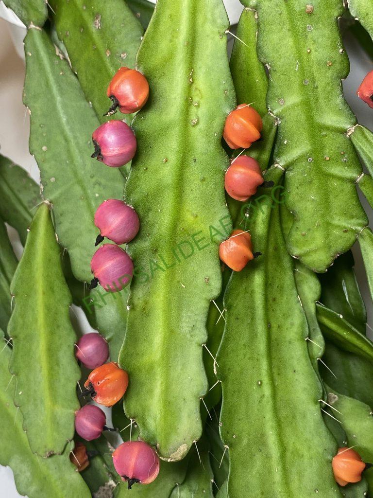 Pfeiffera monacantha subsp. monacantha