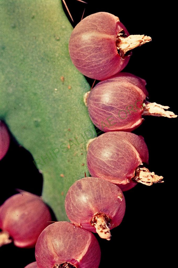 Pfeiffera monacantha