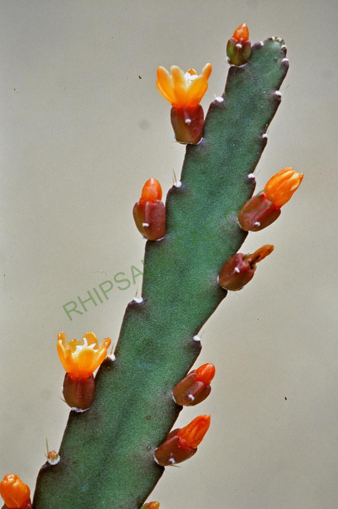 Pfeiffera monacantha, 04572, 6-91