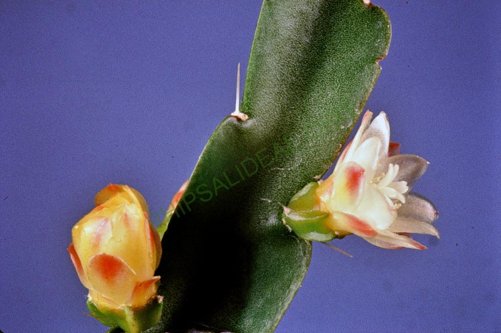 Pfeiffera paranganiensis