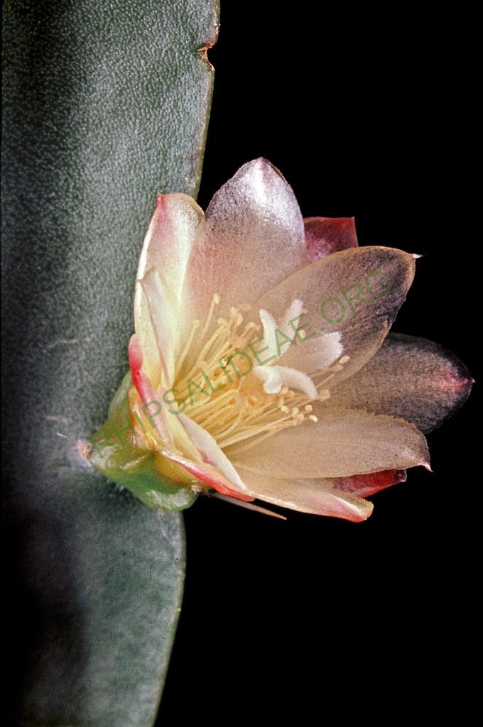 Pfeiffera paranganiensis