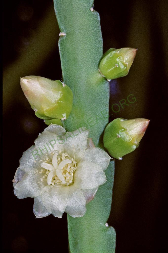 Pfeiffera paranganiensis