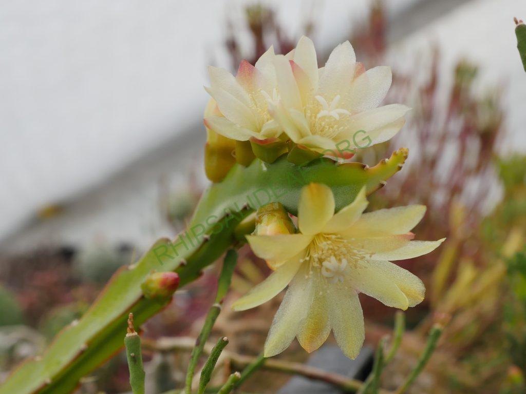 Peiffera paranganiensis, JB 9711