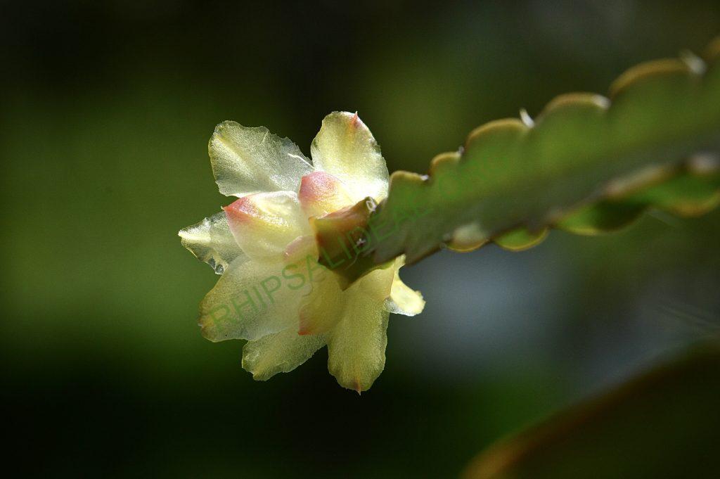 Pfeiffera paranganiensis
