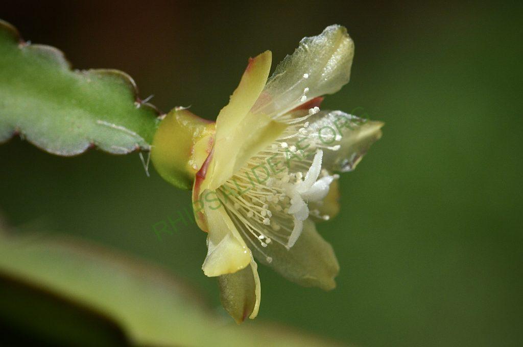 Pfeiffera paranganiensis