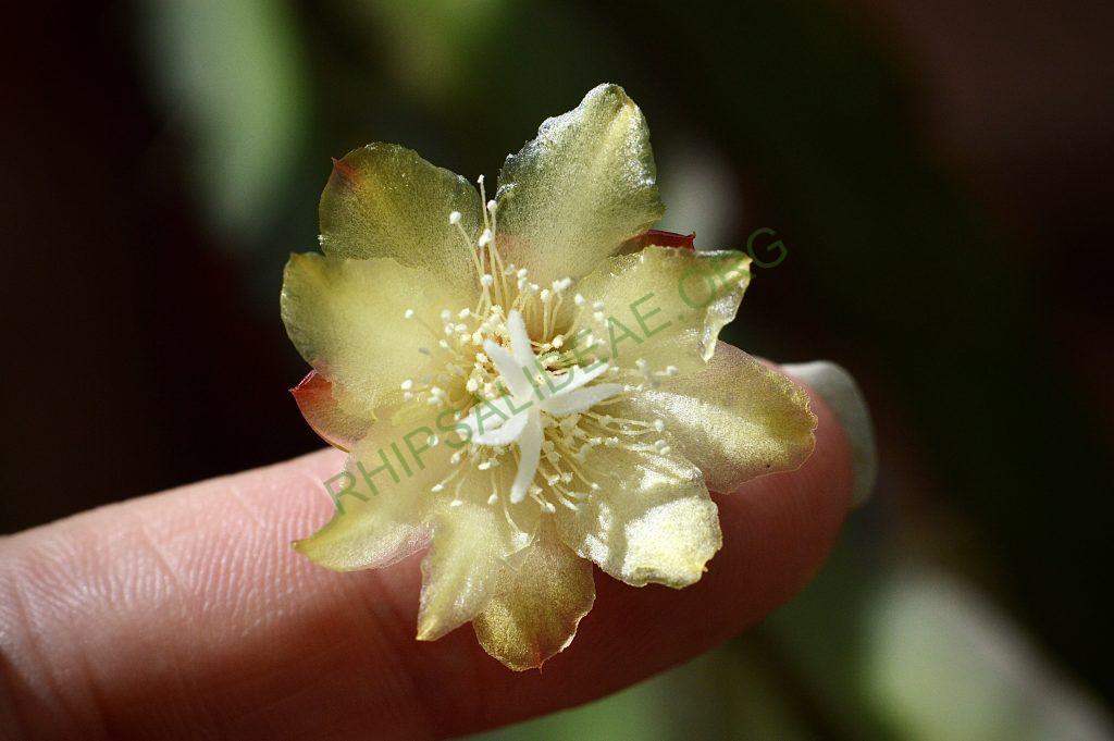 Pfeiffera paranganiensis