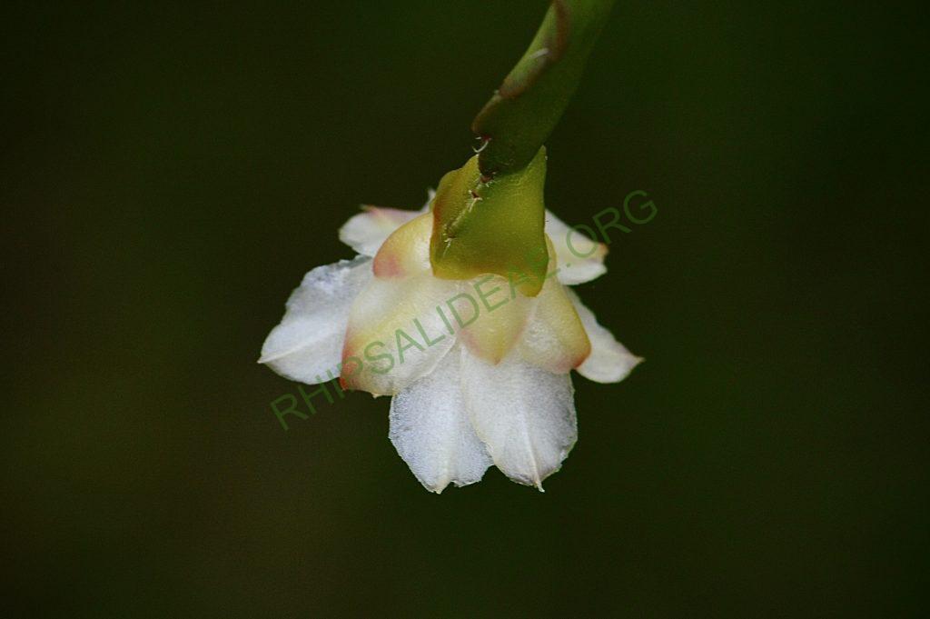 Pfeiffera paranganiensis