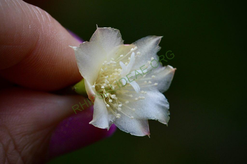 Pfeiffera paranganiensis