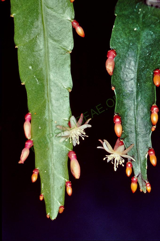 Pseudorhipsalis acuminata, 04588, 8-90
