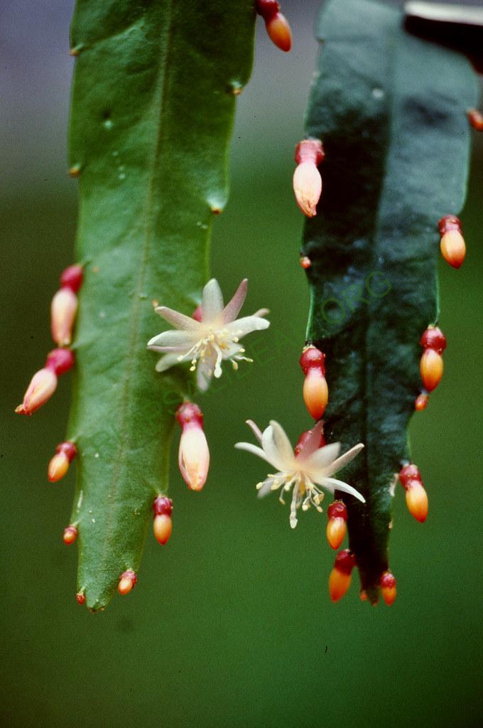 Pseudorhipsalis acuminata, 04588, 8-90