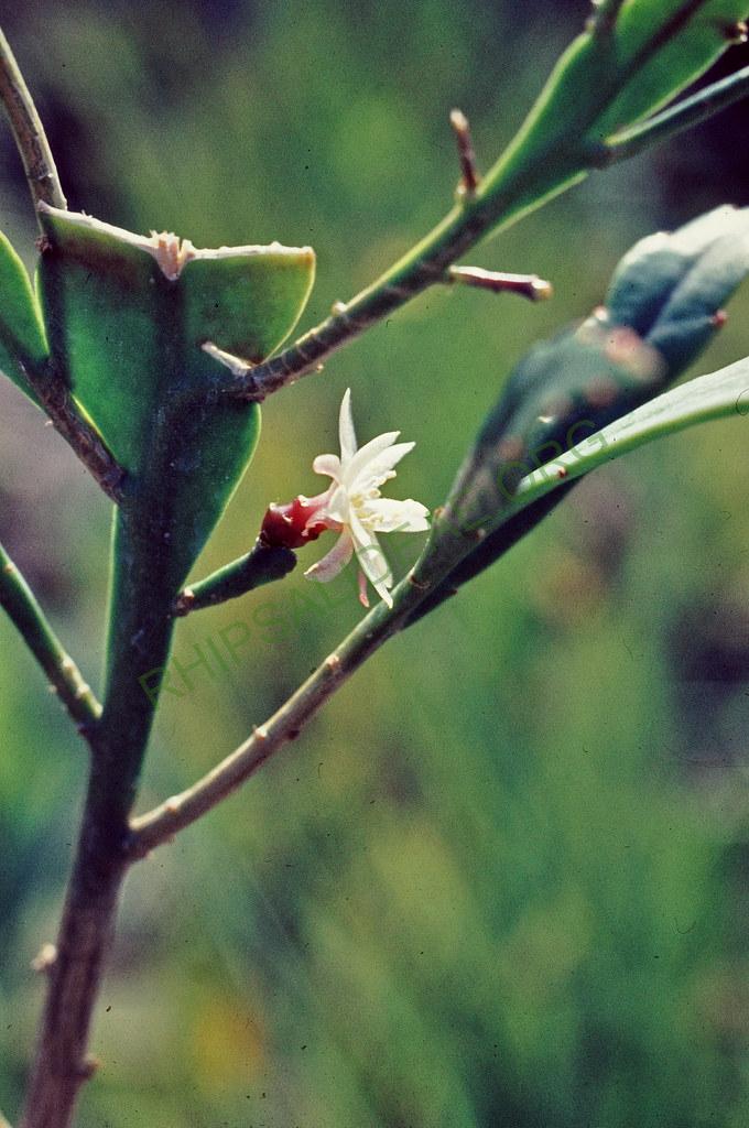 Pseudorhipsalis acuminata, 33259
