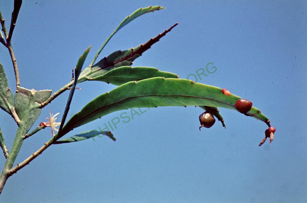Pseudorhipsalis acuminata, 33259