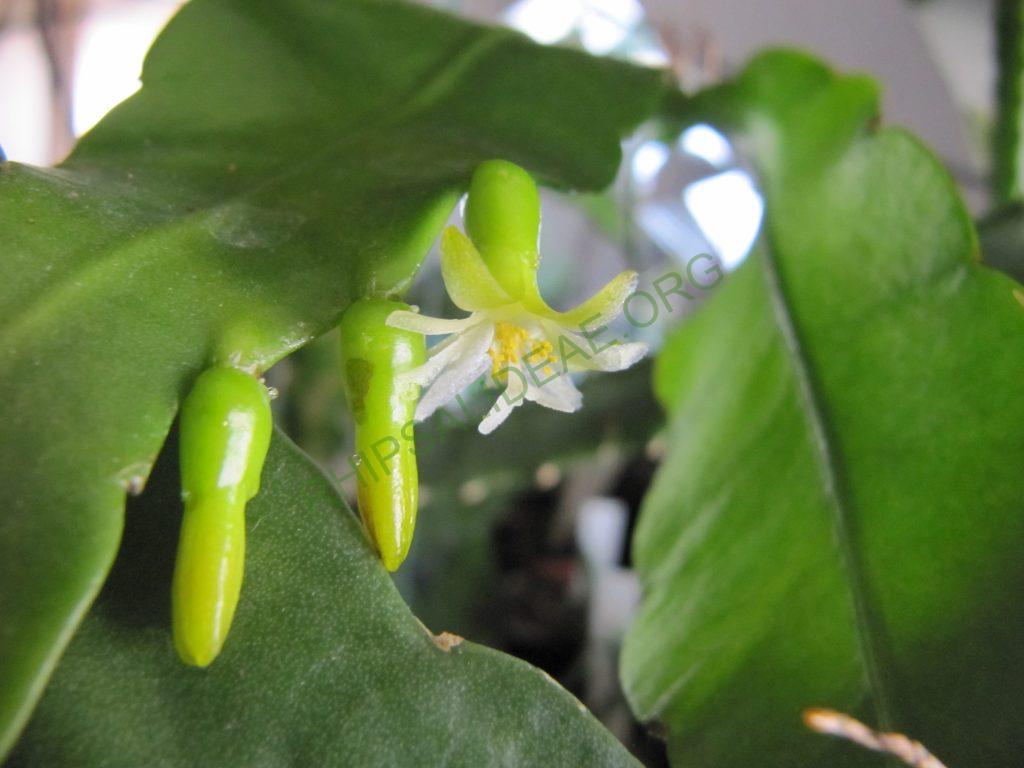 Pseudorhipsalis alata