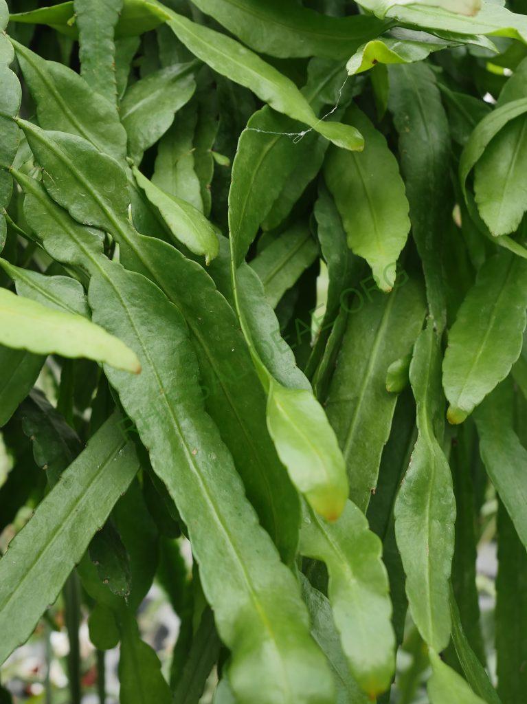 Pseudorhipsalis alata