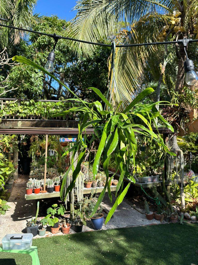Pseudorhipsalis alata, Smithsonian Gardens