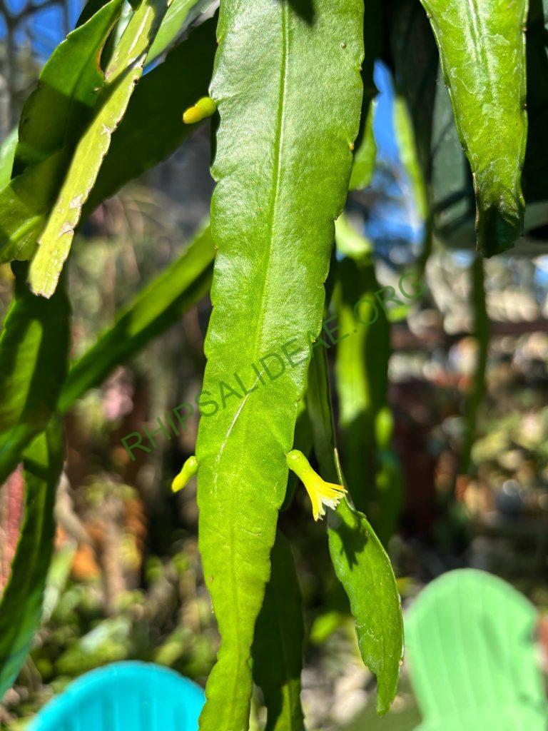 Pseudorhipsalis alata, Smithsonian Gardens