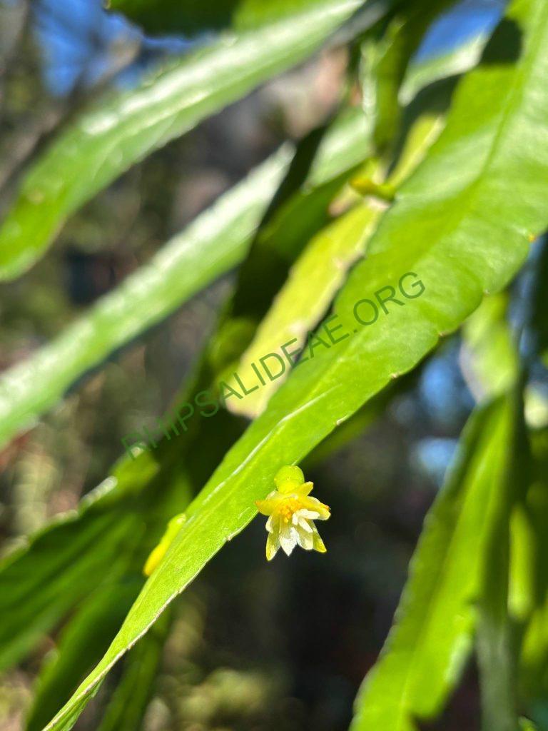 Pseudorhipsalis alata, Smithsonian Gardens