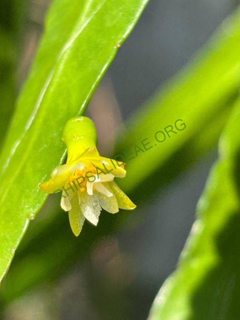 Pseudorhipsalis alata, Smithsonian Gardens