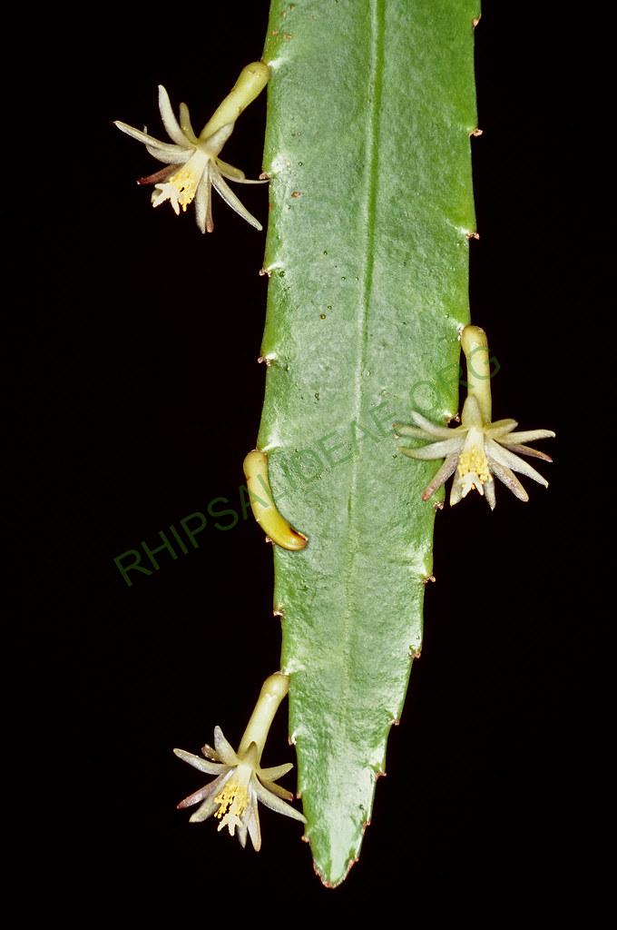 Pseudorhipsalis himantoclada, 04589