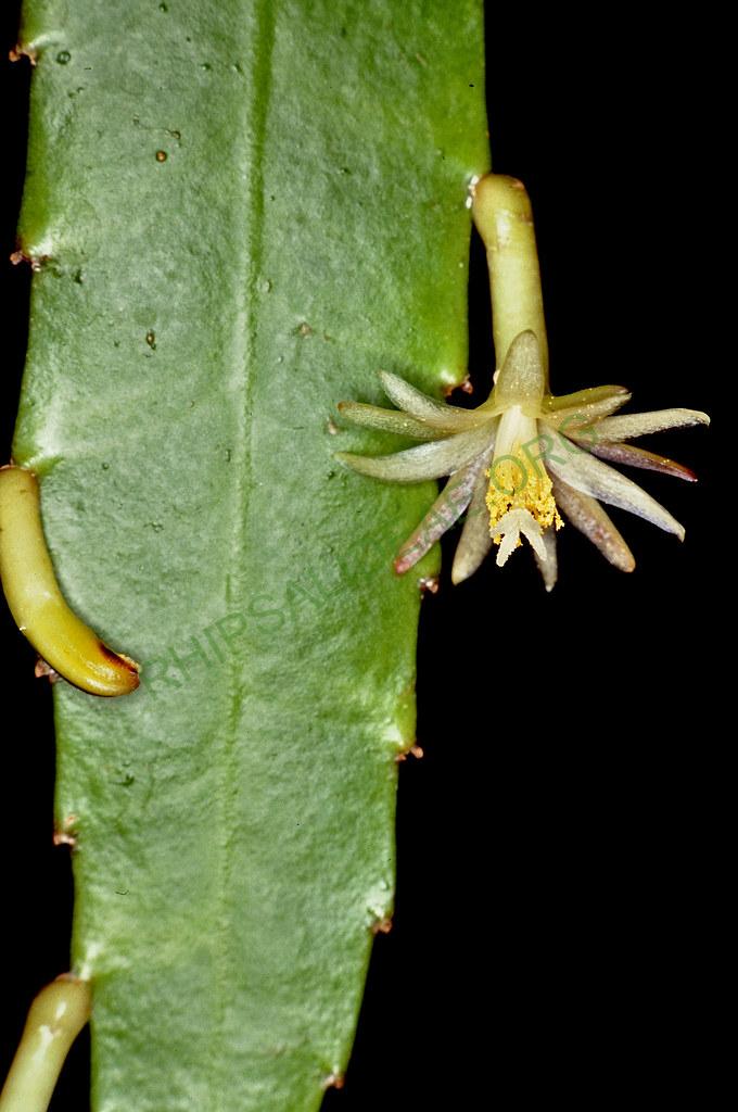 Pseudorhipsalis himantoclada, 04589