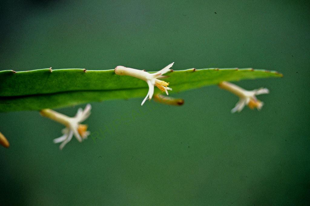 Pseudorhipsalis himantoclada, 04589