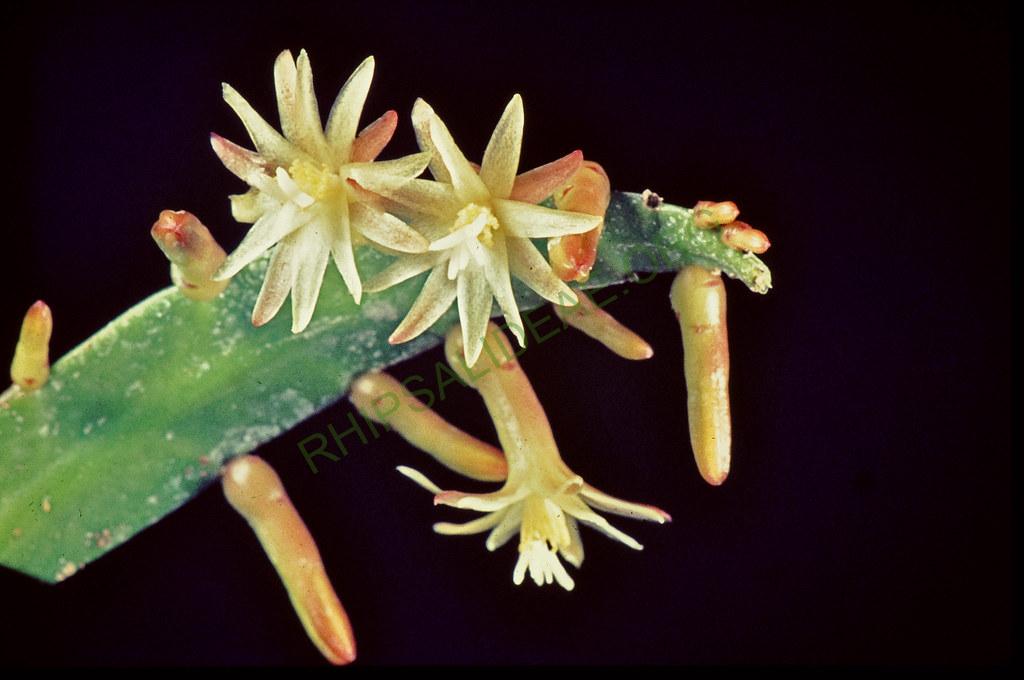 Pseuodorhipsalis himantoclada, 36064