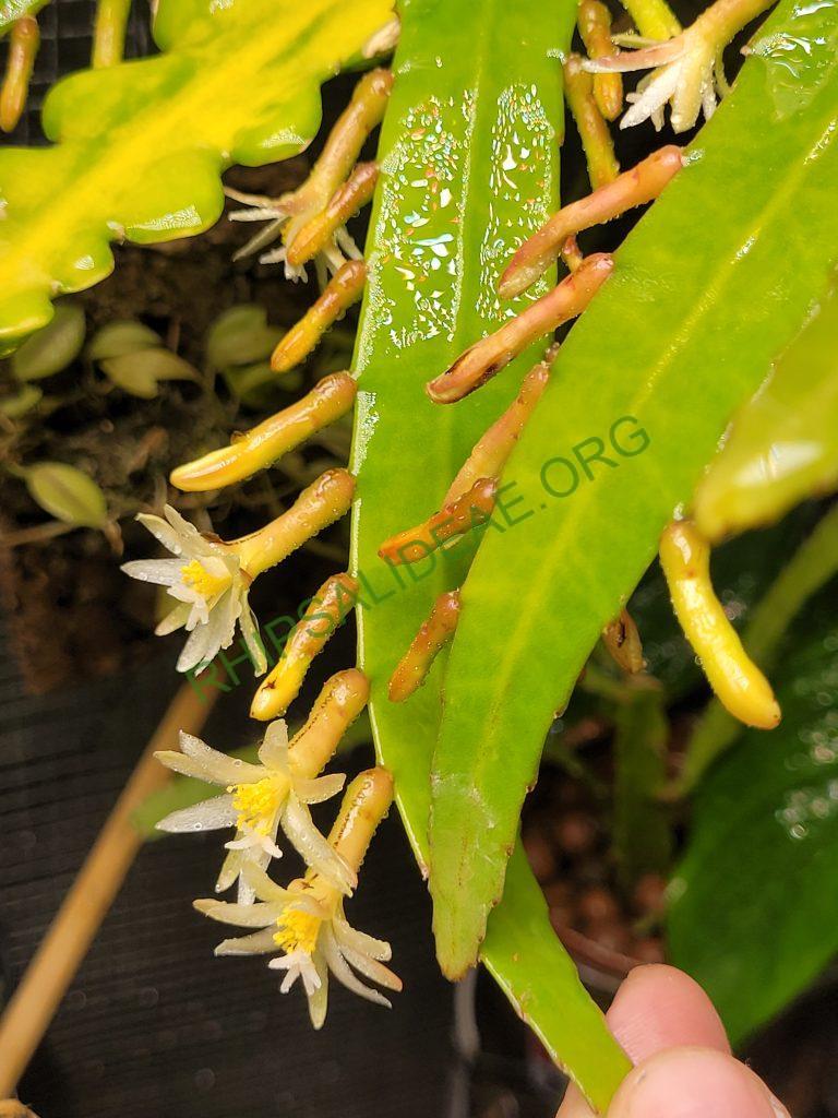 Pseudorhipsalis himantoclada, Caspirola near Pozo Azul (Rio Parrita-Rio Candelaria region), San Jose, Costa Rica, leg. Horich 9.1988