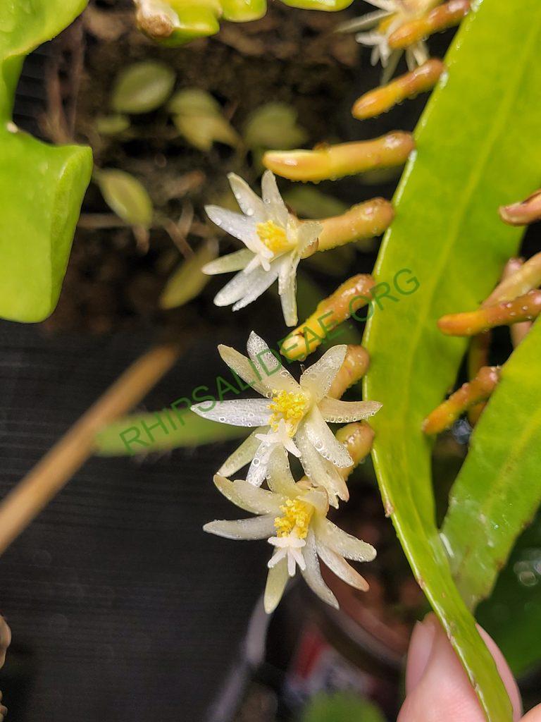 Pseudorhipsalis himantoclada, Caspirola near Pozo Azul (Rio Parrita-Rio Candelaria region), San Jose, Costa Rica, leg. Horich 9.1988