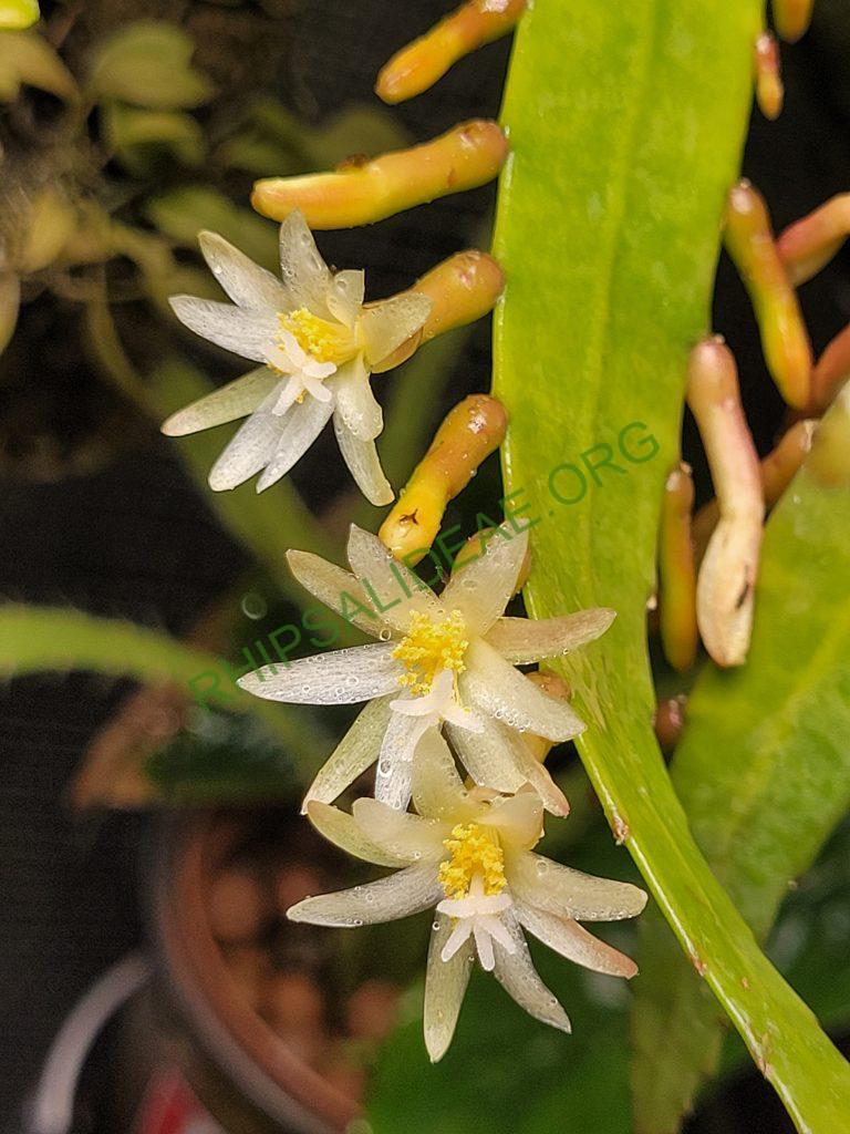 Pseudorhipsalis himantoclada, Caspirola near Pozo Azul (Rio Parrita-Rio Candelaria region), San Jose, Costa Rica, leg. Horich 9.1988