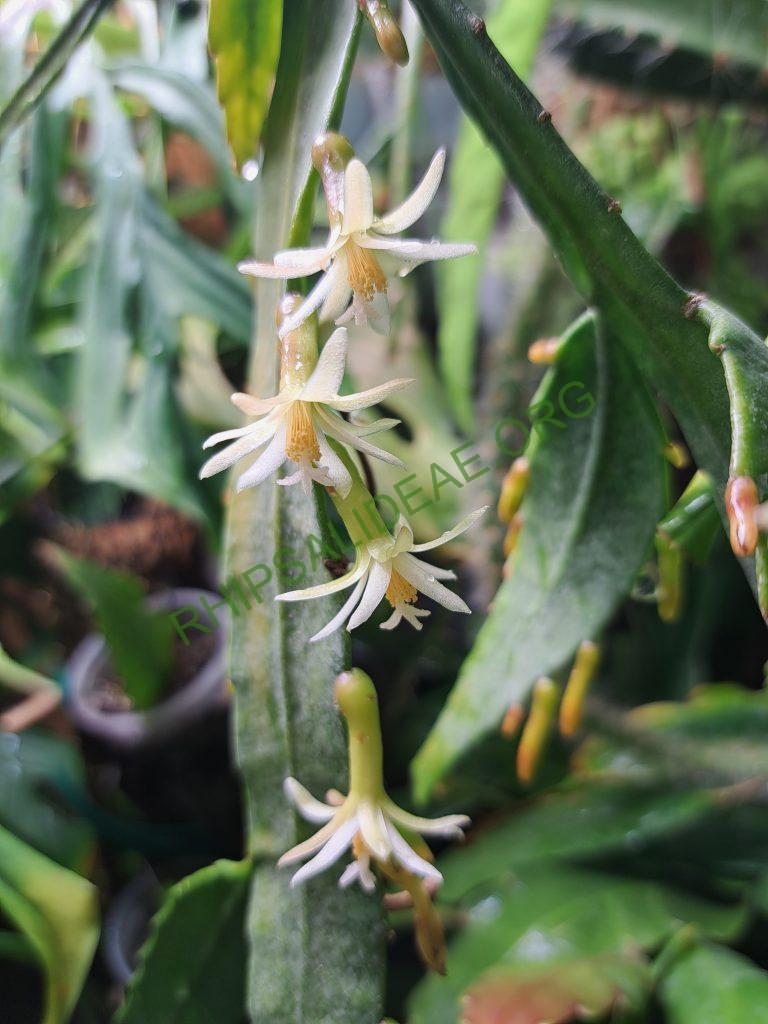 Pseudorhipsalis himantoclada, Caspirola near Pozo Azul (Rio Parrita-Rio Candelaria region), San Jose, Costa Rica, leg. Horich 9.1988