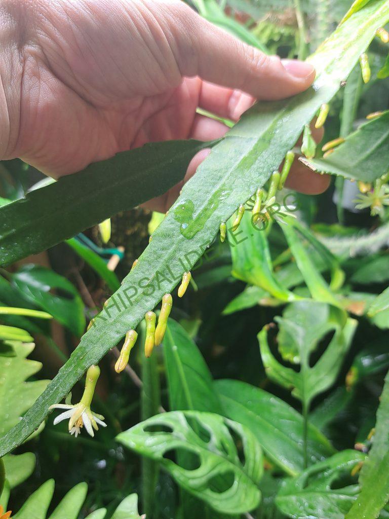 Pseudorhipsalis himantoclada, Caspirola near Pozo Azul (Rio Parrita-Rio Candelaria region), San Jose, Costa Rica, leg. Horich 9.1988