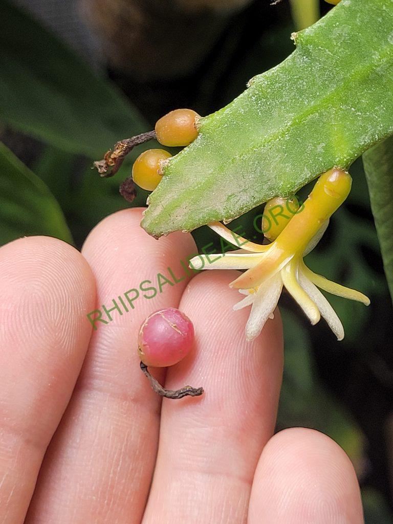Pseudorhipsalis himantoclada, Caspirola near Pozo Azul (Rio Parrita-Rio Candelaria region), San Jose, Costa Rica, leg. Horich 9.1988