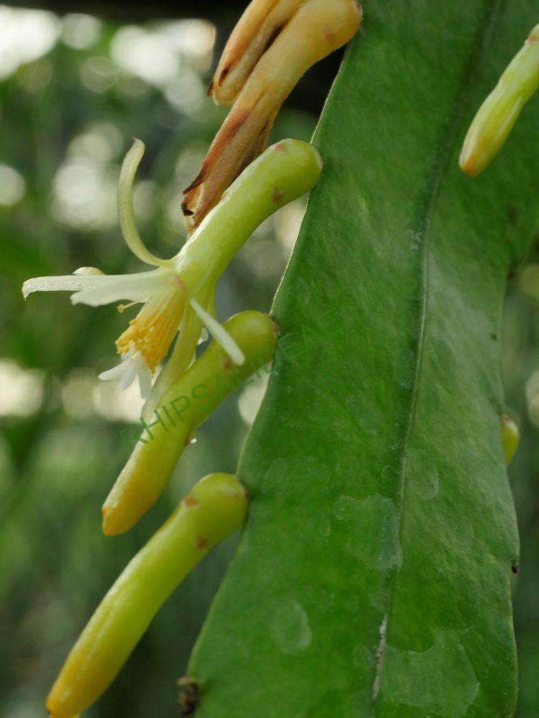 Pseudorhipsalis himantoclada