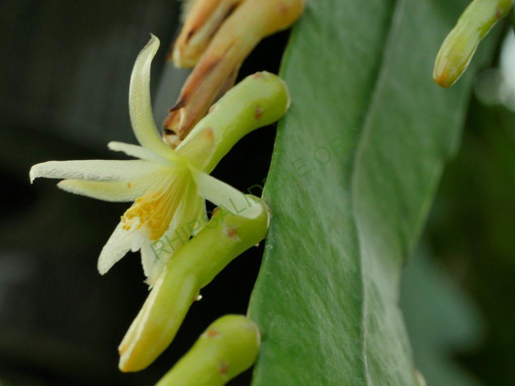Pseudorhipsalis himantoclada