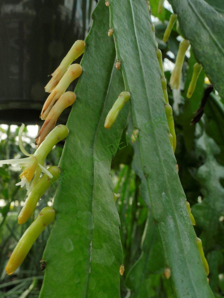 Pseudorhipsalis himantoclada