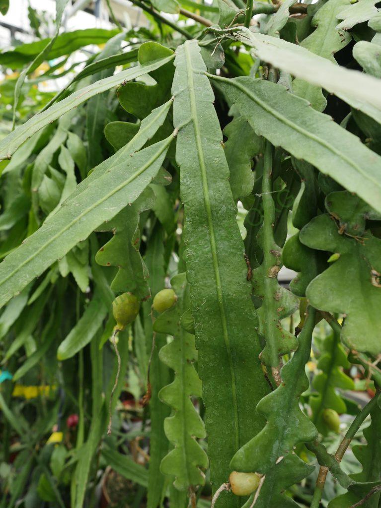 Pseudorhipsalis himantoclada