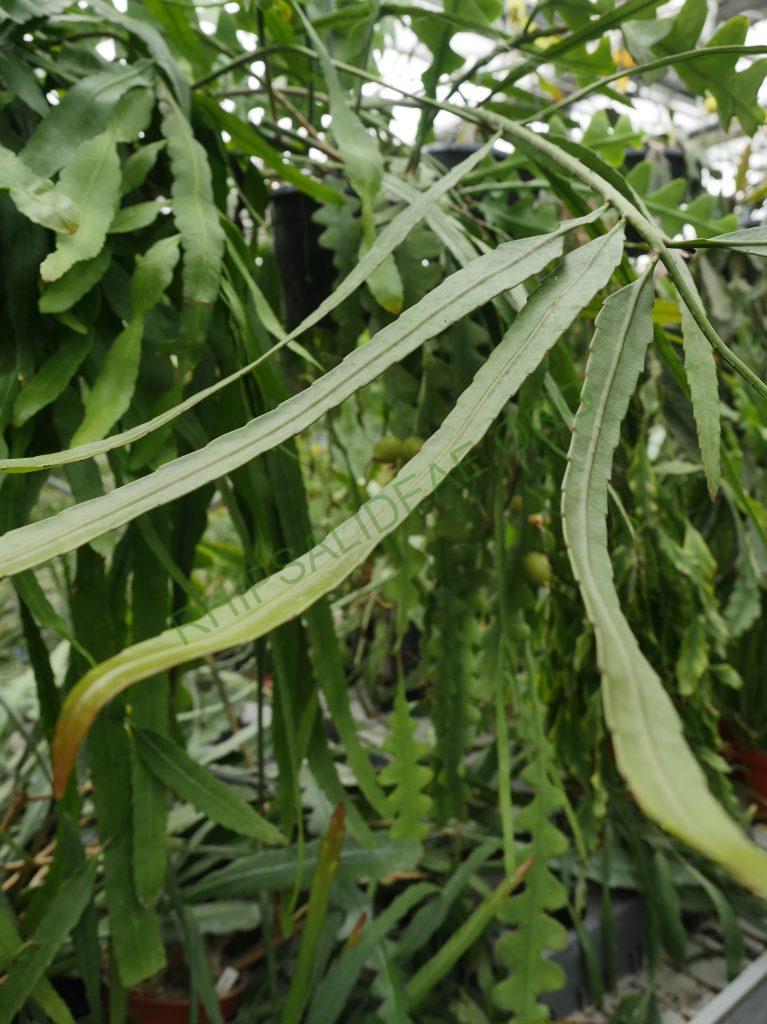 Pseudorhipsalis himantoclada