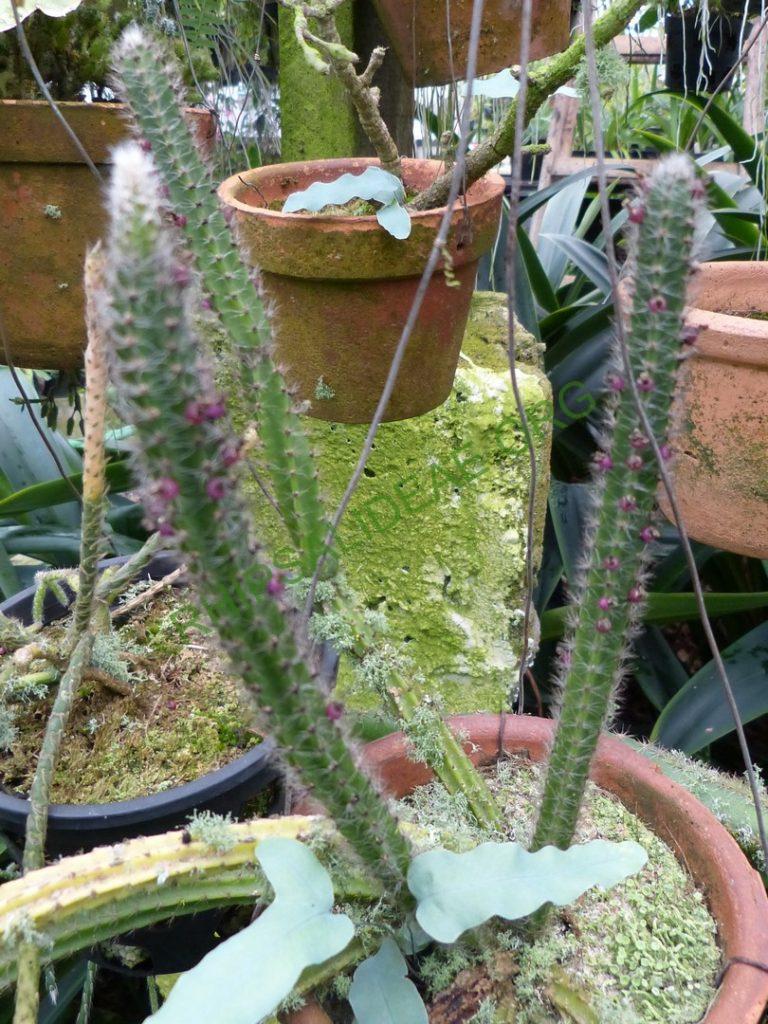 Rhipsalis 'Burle Marx' [Peixoto]