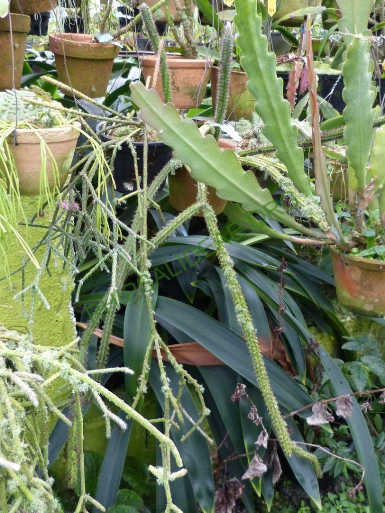 Rhipsalis 'Burle Marx' [Peixoto]