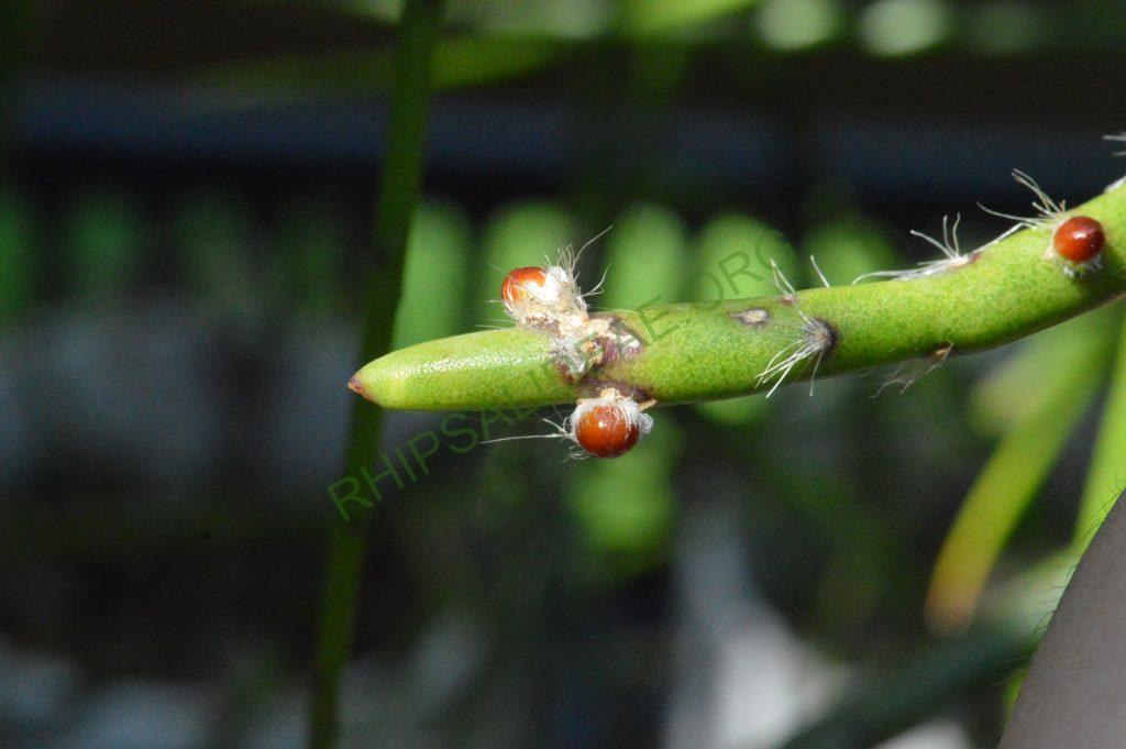 Rhipsalis dissimilis f. dissimilis, possibly reduced synonym Rhipsalis rigida
