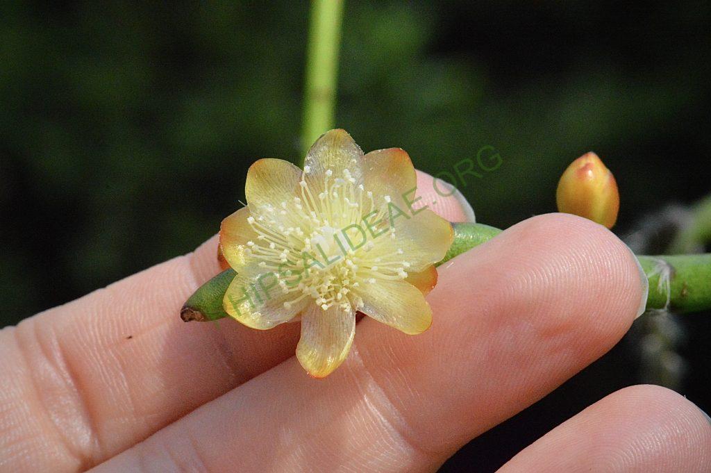 Rhipsalis dissimilis f. dissimilis, possibly reduced synonym Rhipsalis rigida