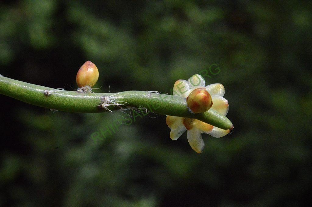 Rhipsalis dissimilis f. dissimilis, possibly reduced synonym Rhipsalis rigida