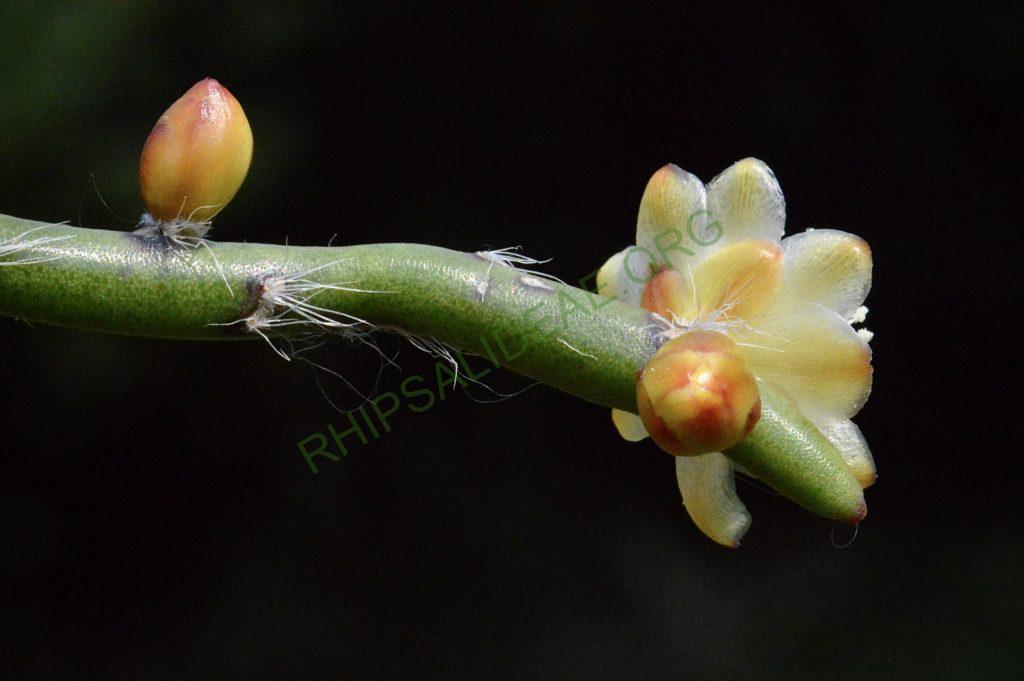 Rhipsalis dissimilis f. dissimilis, possibly reduced synonym Rhipsalis rigida