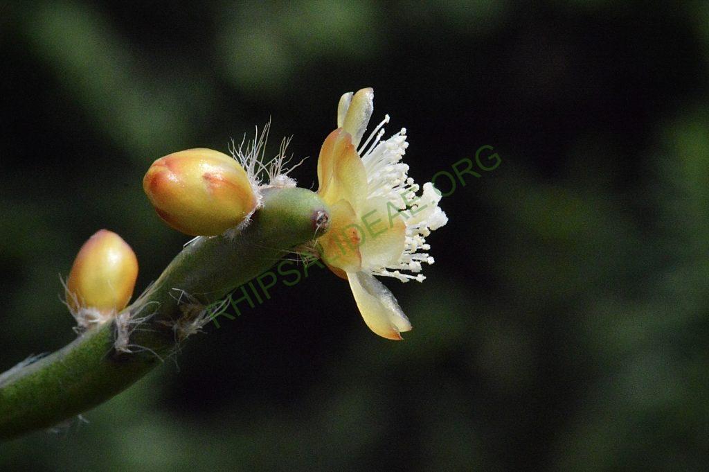 Rhipsalis dissimilis f. dissimilis, possibly reduced synonym Rhipsalis rigida