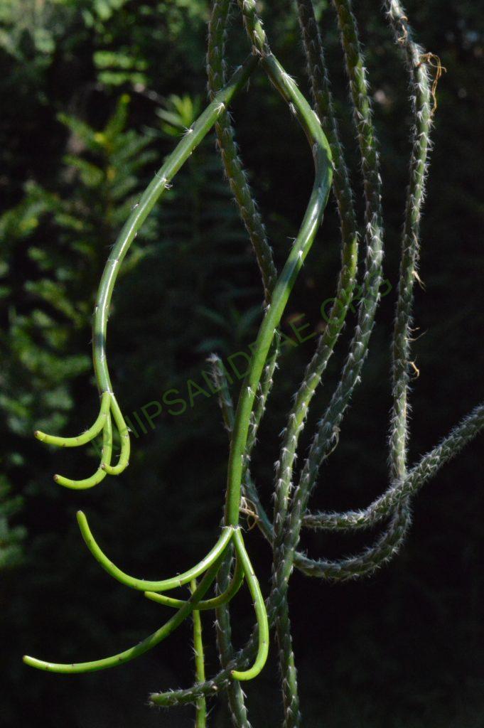 Rhipsalis dissimilis f. dissimilis, possibly reduced synonym Rhipsalis rigida